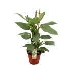 Philodendron 'Grey Pyramide': H 65 cm pot D19 cm